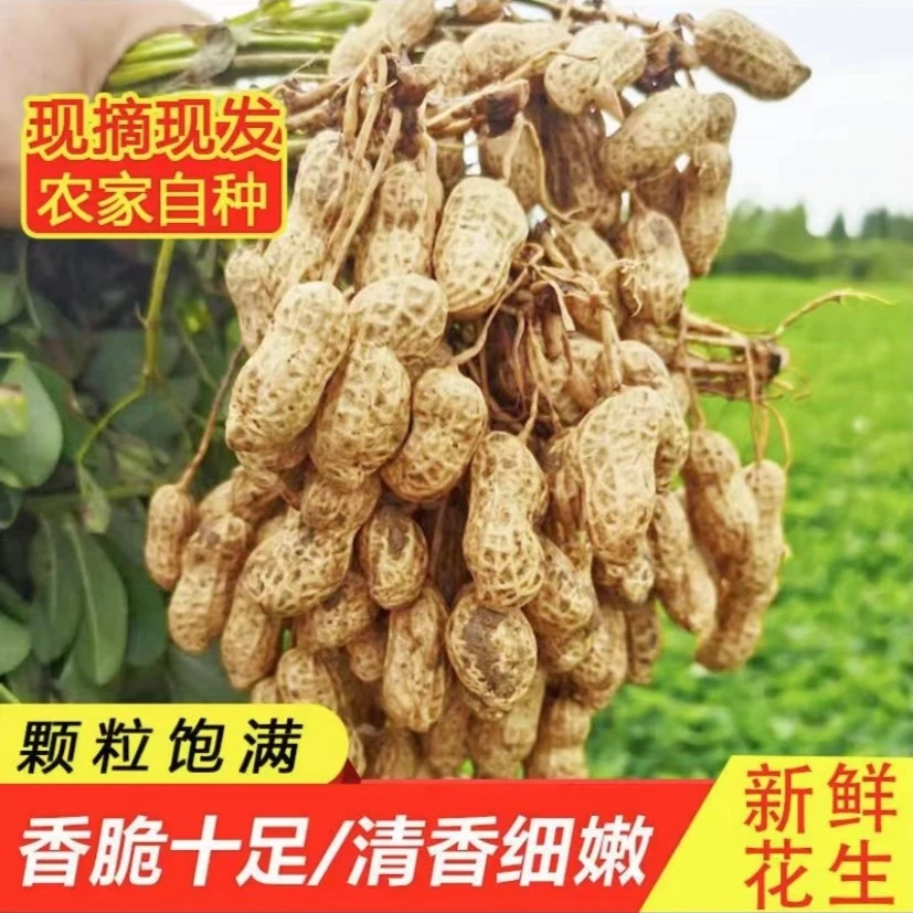 2025新鲜湿花生带壳粉皮鲜花生水煮现货带泥2斤3斤5斤装