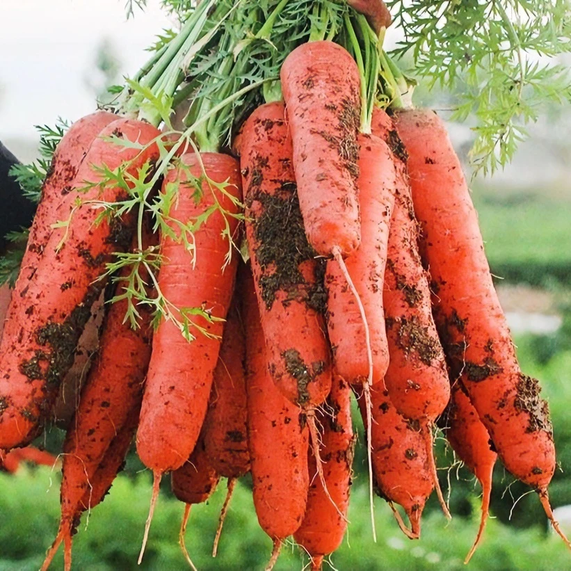 新鲜的沙地胡萝卜新鲜蔬菜农家自种天然食用香脆5斤包邮现拔现发