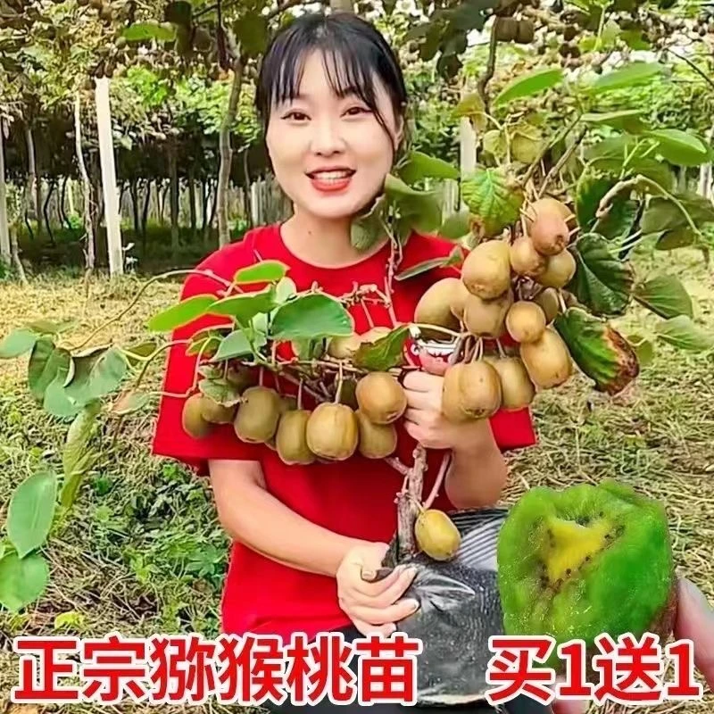 买1送1嫁接红心猕猴桃苗四季南北方种植盆栽地栽基地直销先挖先发
