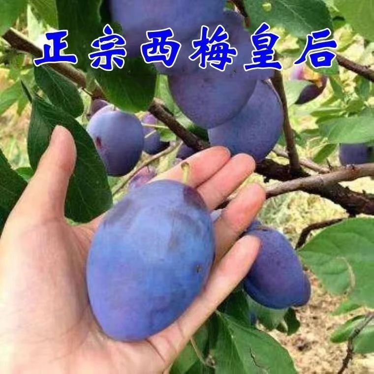 嫁接西梅李子树当年结果南北庭院盆栽地栽果树苗四季阳台大苗耐寒