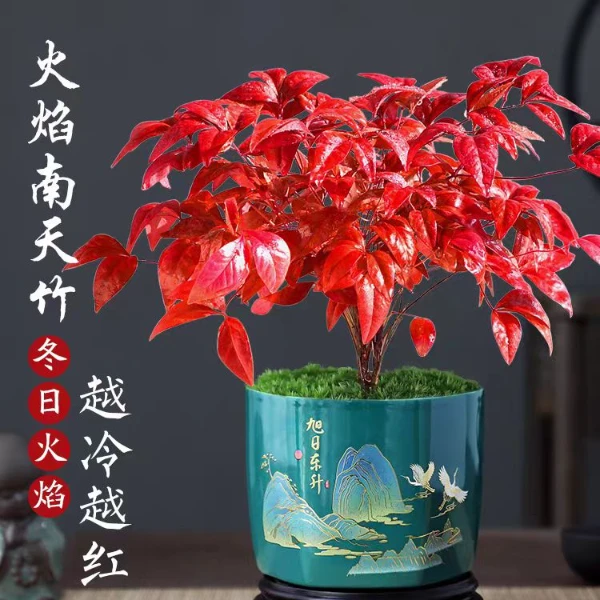 火焰南天竹红叶盆栽绿植中式禅意四季观叶桌面摆件耐寒好养活植物