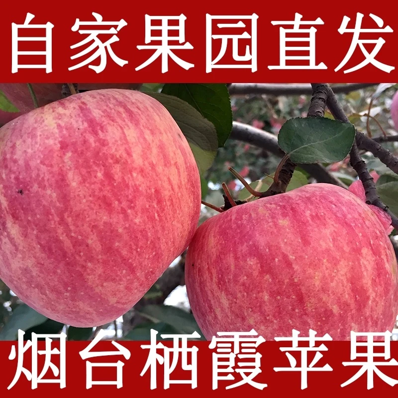 顺丰包邮（条纹）山东烟台栖霞红富士苹果净重4.5斤-9斤以上 脆甜