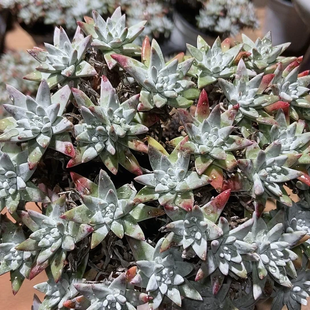 【满20包邮】精控白菊33头13号