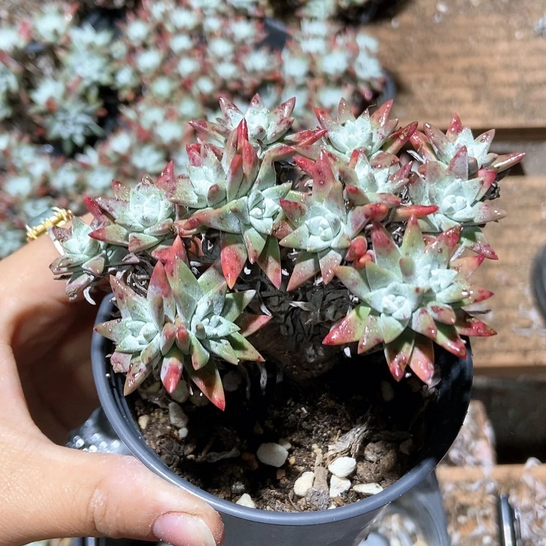 【满20包邮】白菊14头2-41