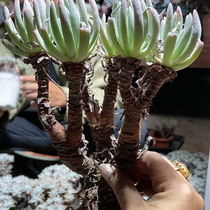 满20包邮多肉植物爱杜丽丝