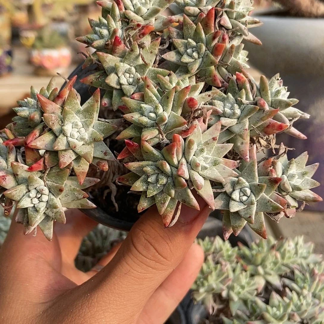 【满20包邮】精控白菊20头1024号