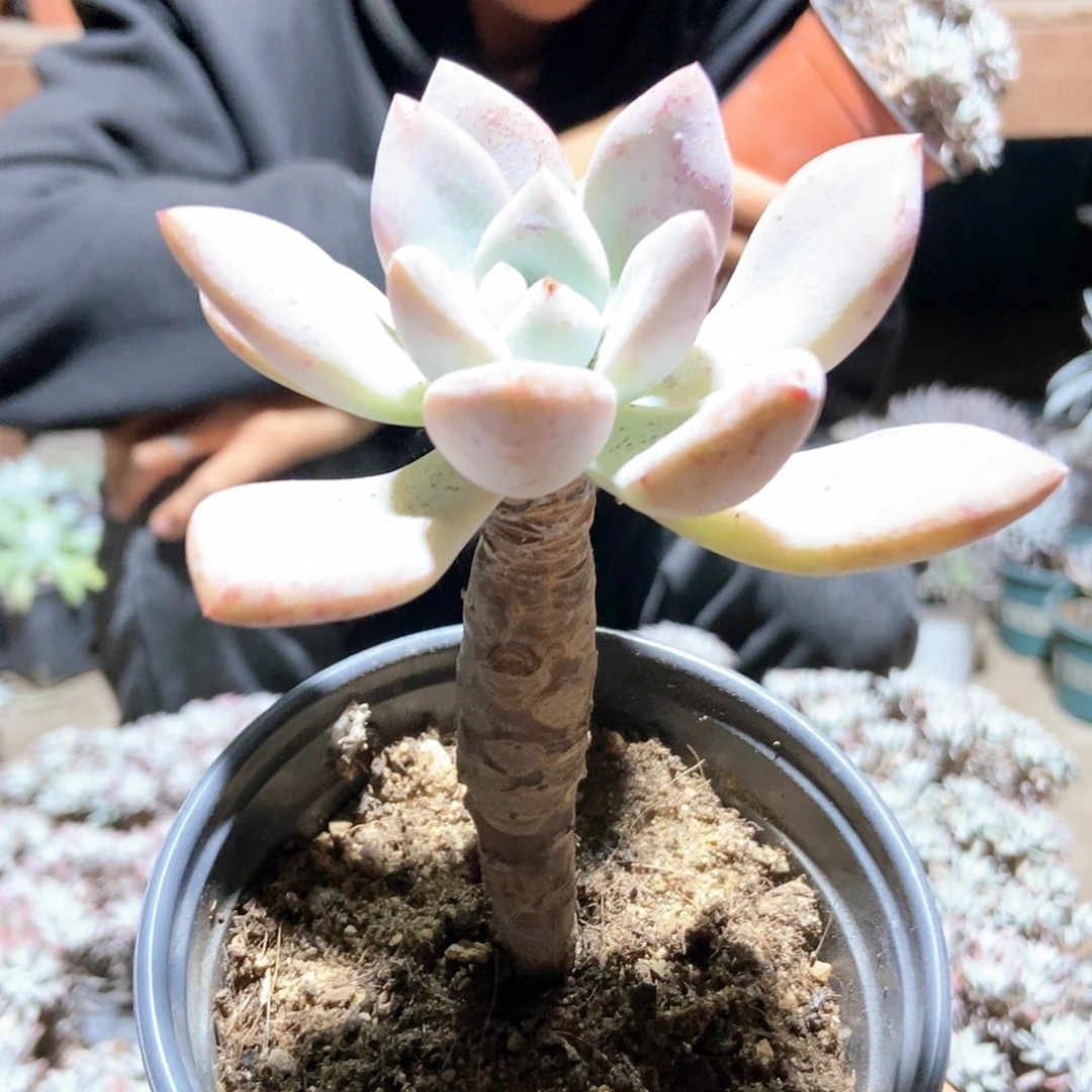 【满20包邮】一物一拍奥普琳娜老桩