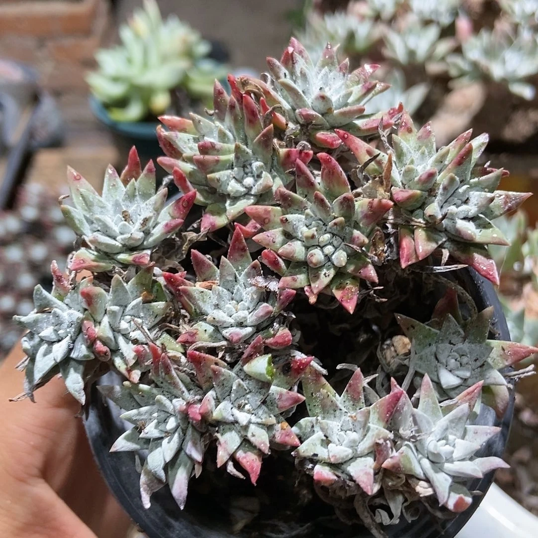 【满20包邮】精控白菊15头14号