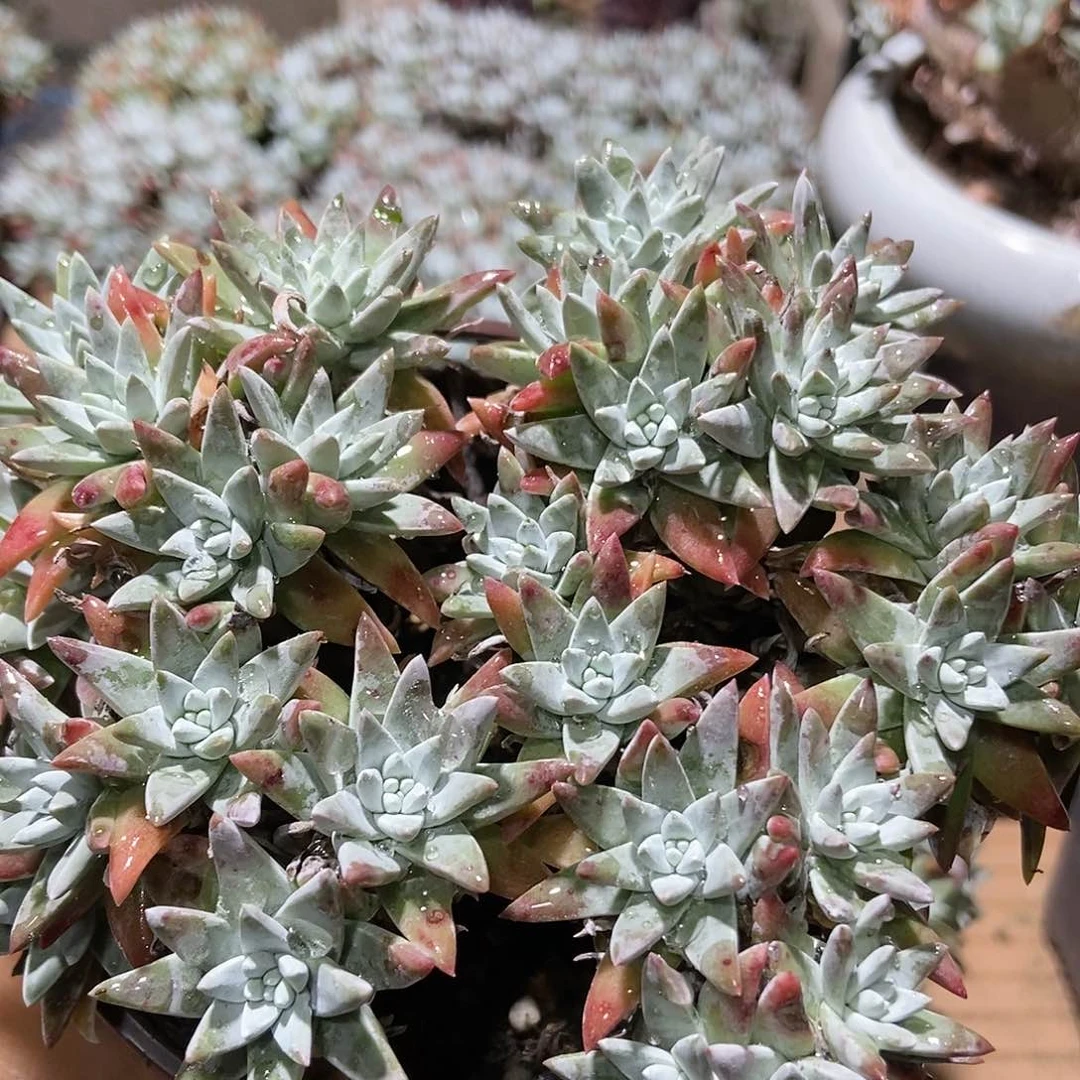 【满20包邮】精控白菊30头9号