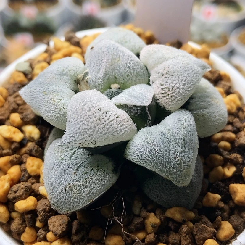 【闪购商品】粉雪6