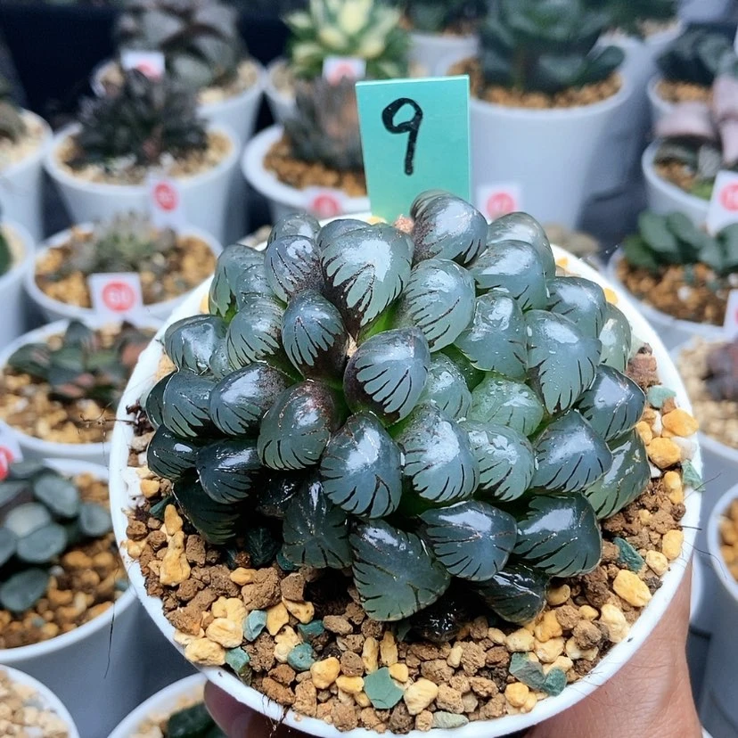 【闪购商品】胡*荣9冰灯
