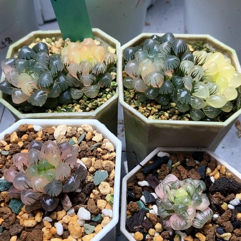 【闪购商品】冰灯锦天线宝宝四个105