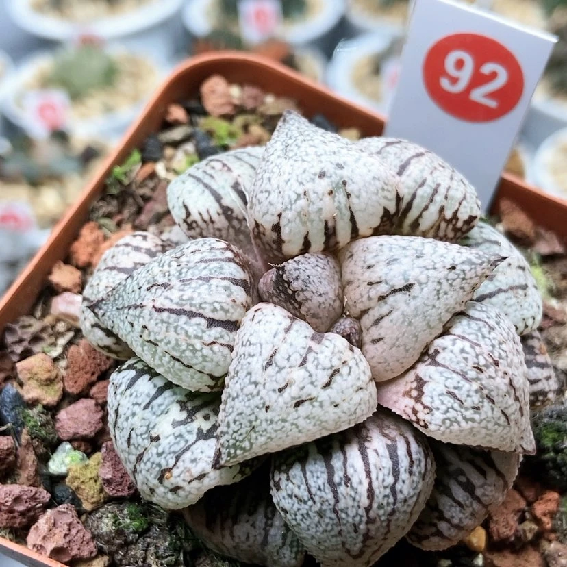【闪购商品】92大久保丸叶白银