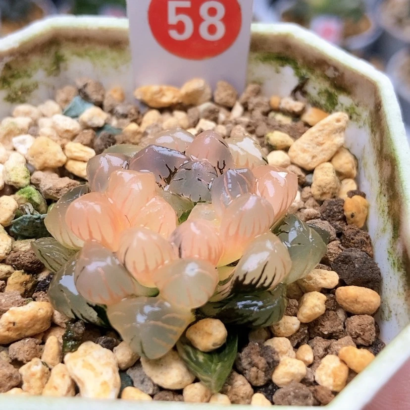 【闪购商品】58冰灯锦