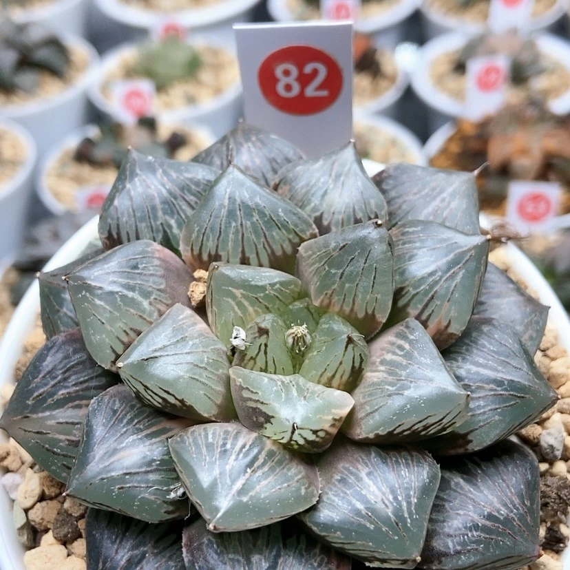 【闪购商品】行**水82玉潭寿