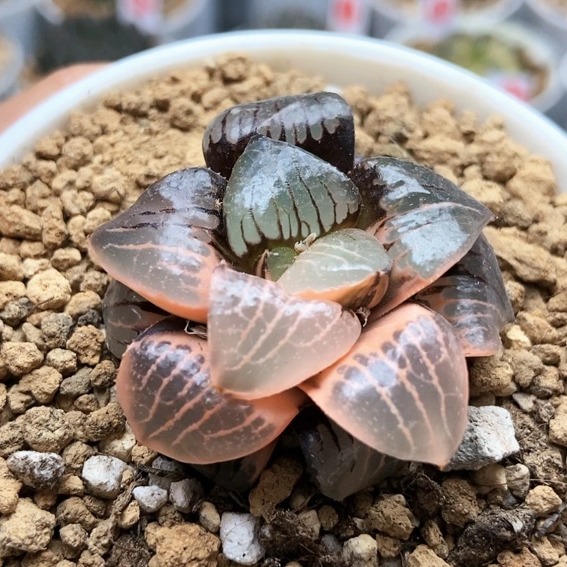 【闪购商品】小*-日月潭锦8