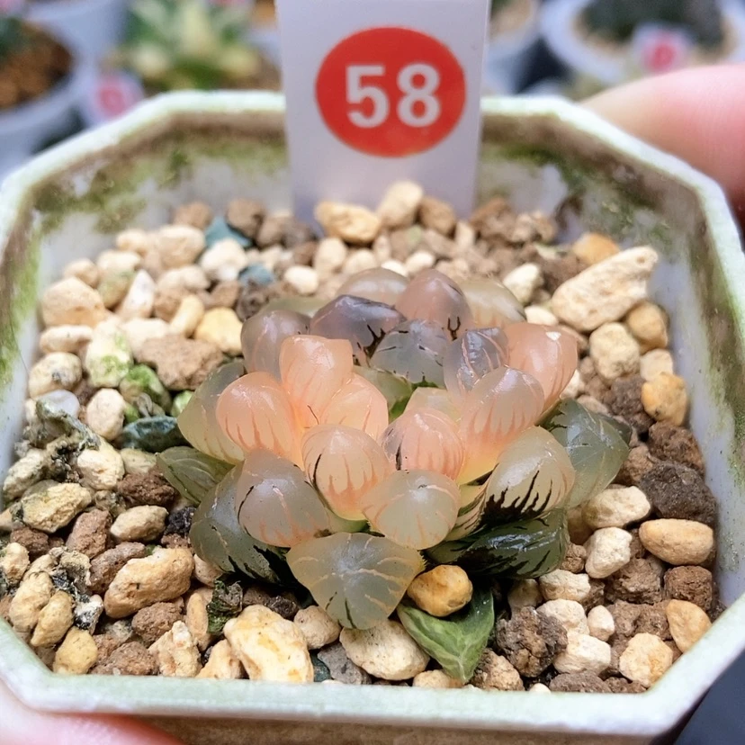 【闪购商品】58冰灯锦