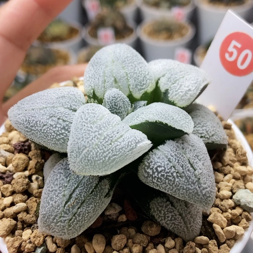 【闪购商品】铁道白银50