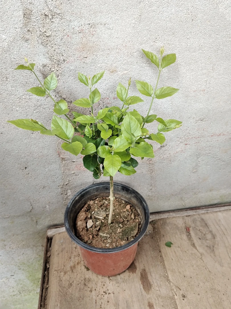 单瓣笔尖茉莉独枝盆栽原土包邮室内阳台多年生开花香茉莉花