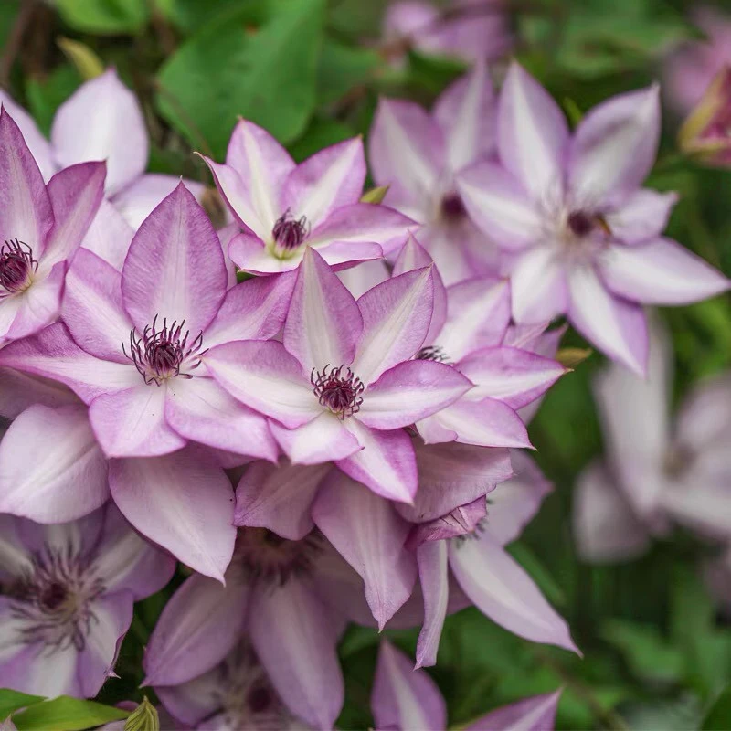 F系四季重瓣铁线莲爬藤植物花苗带花庭院花卉盆栽地栽观花植物