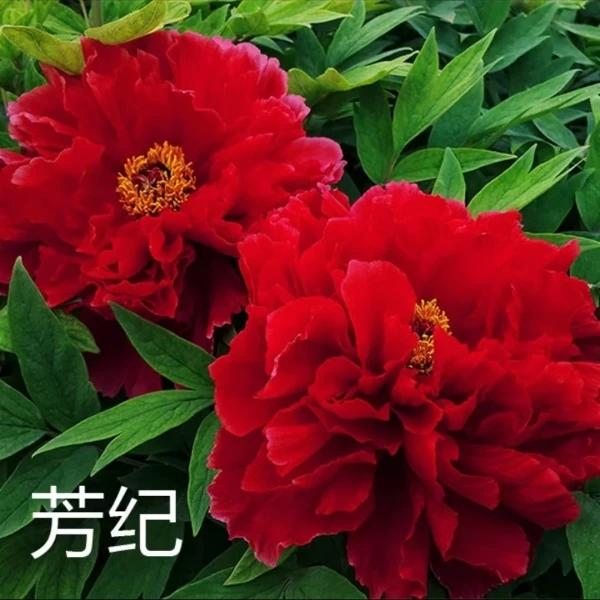 （芳记）国旗红重瓣大花耐寒耐热阳台庭院盆栽花