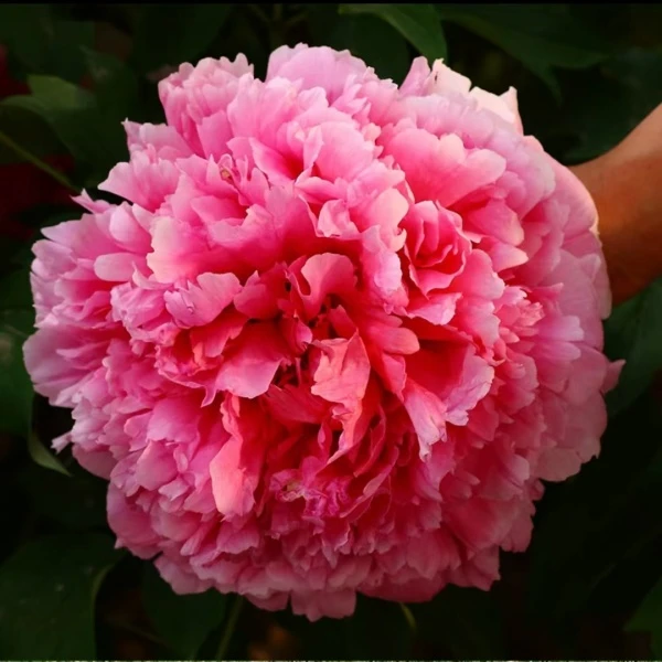 粉色系重瓣大花（仙桃）花大色艳 耐寒耐热 南北方均可栽植