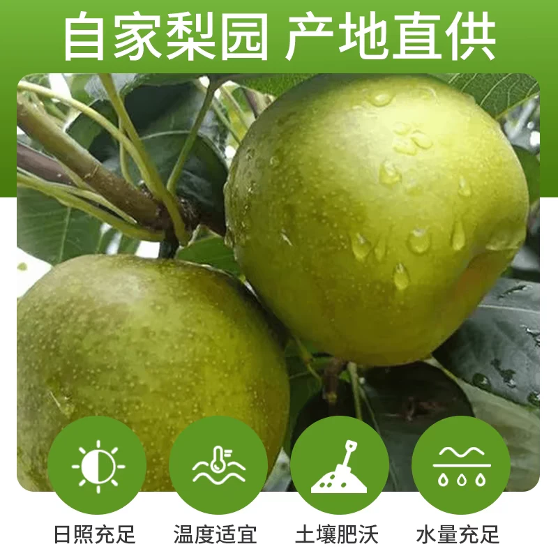 正宗农家自种现摘翠冠梨脆甜多汁青皮梨当季水果