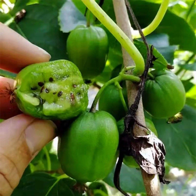 软枣猕猴桃苗自花授粉南北方种植盆栽地栽当年结果红心猕猴桃树苗