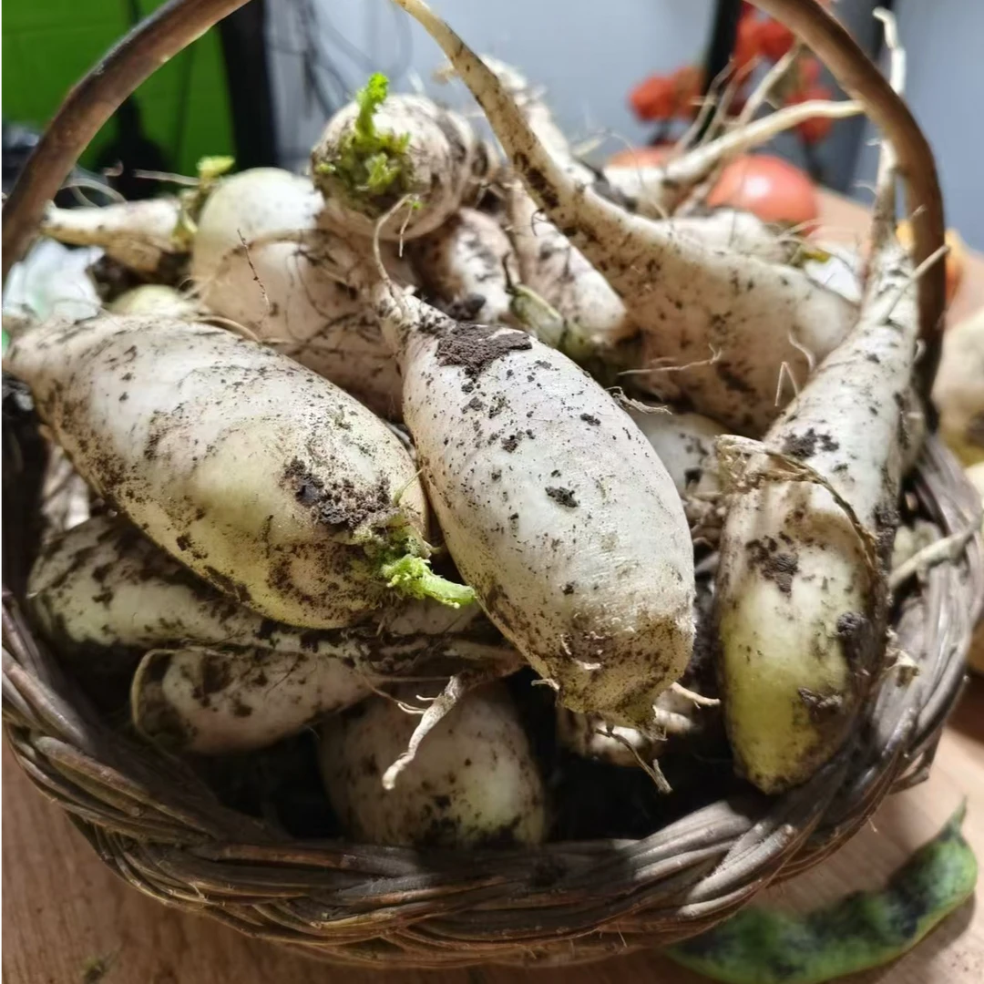 黑龙江新鲜小白萝卜朝鲜咸菜食材萝卜现拔发货包邮
