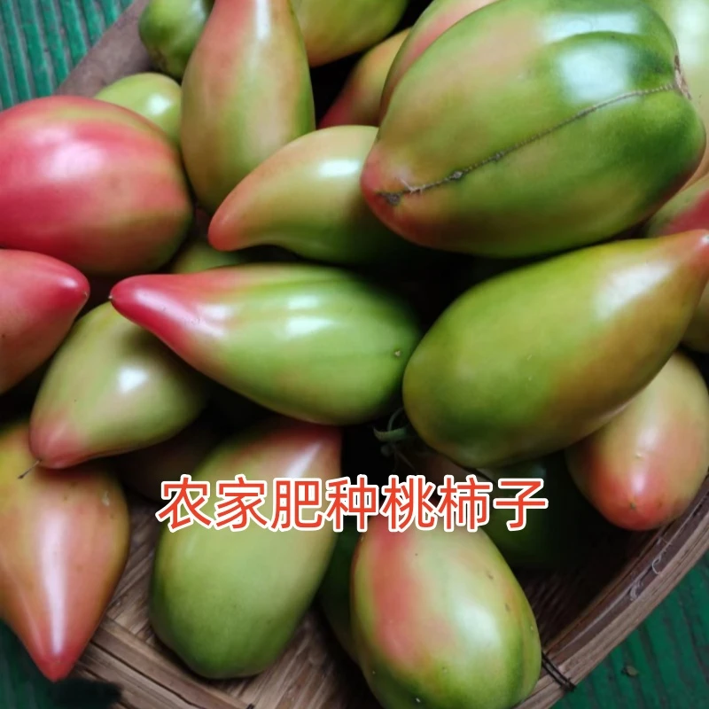 东北特产西红柿番茄桃柿子 虎皮柿子现摘发货水果柿子一箱5斤包邮