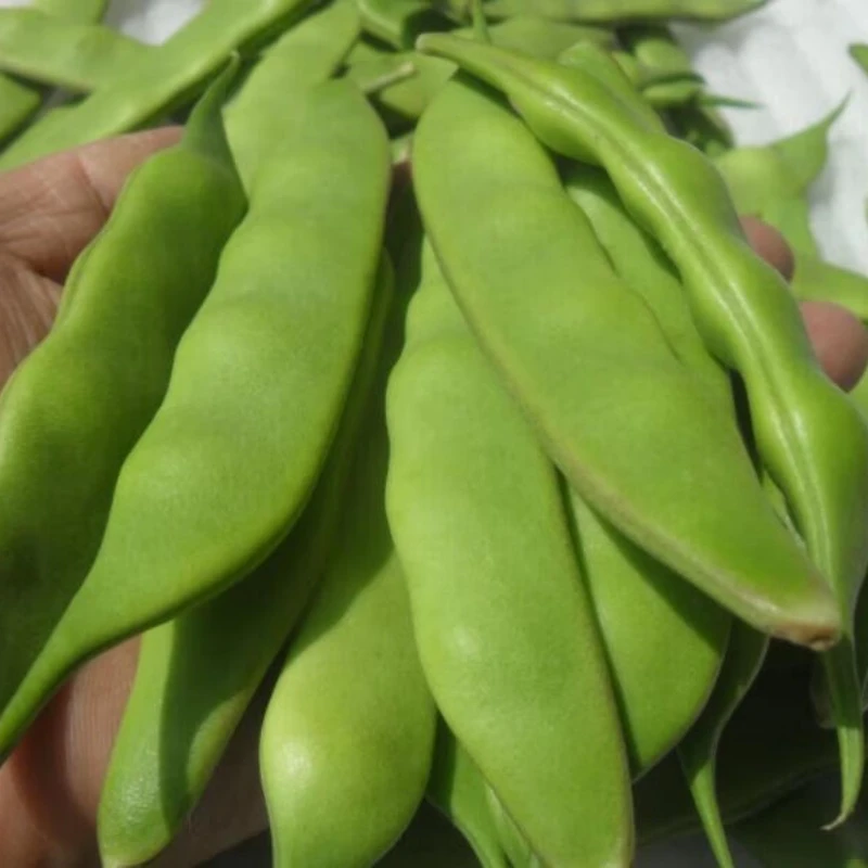 东北农家油豆角现摘发货蔬菜拼单茄子黄瓜豆角一件包邮