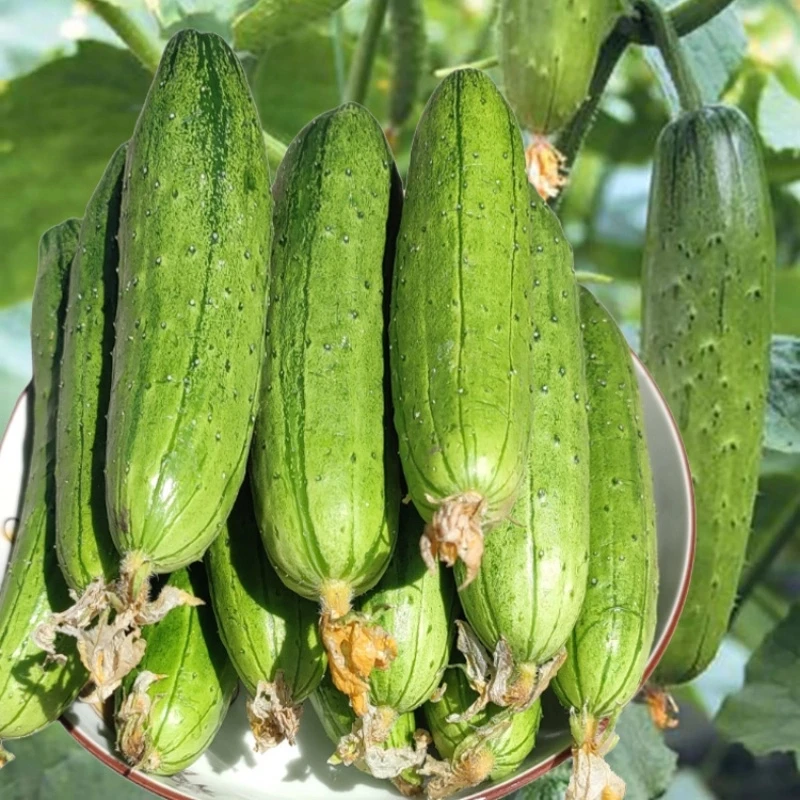 东北新鲜旱黄瓜水果小黄瓜生吃脆甜果农现摘新鲜蔬菜农家菜