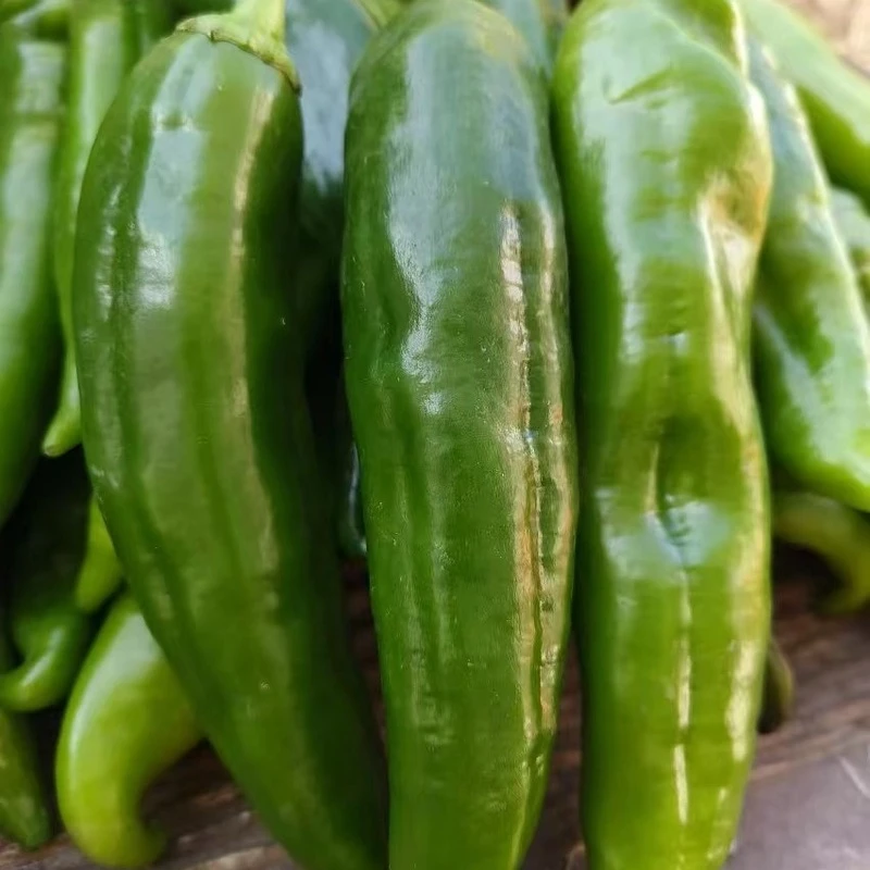 菜椒辣椒羊角椒辣椒2斤一件包邮