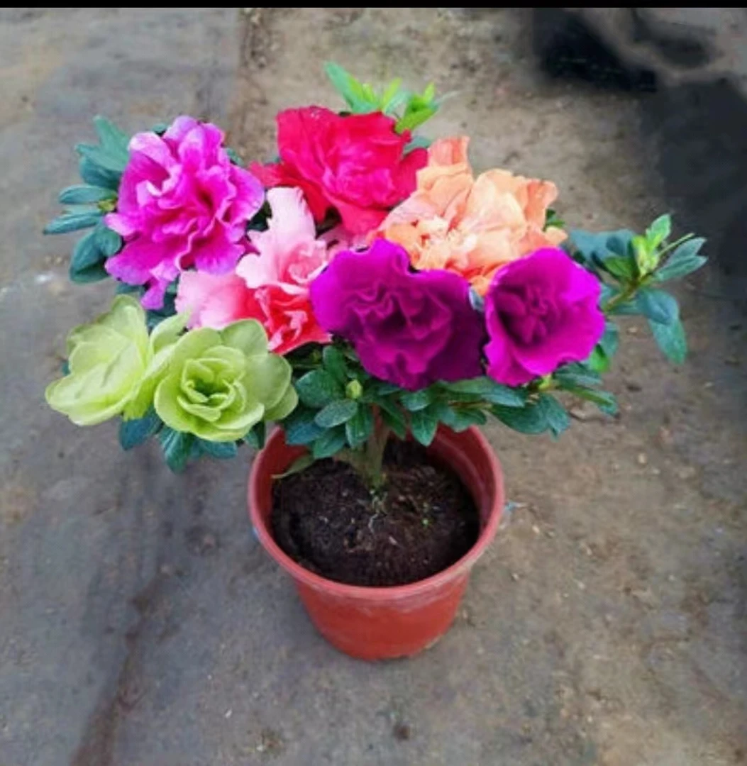 四季曙光杜鹃花原盆原土带花苞发货三年苗带盆带肥料