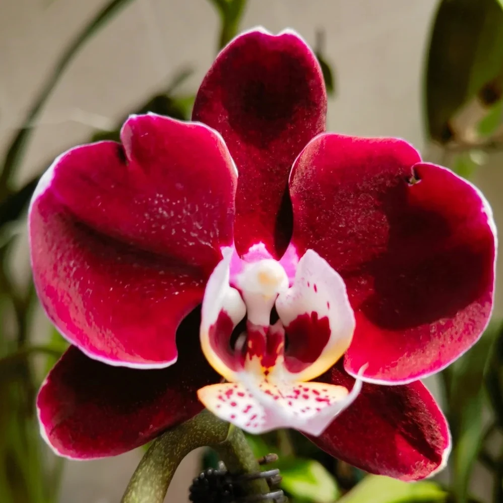 菏泽金硕蝴蝶兰【幻影】半成熟苗无花剑精品稀有品种刚换杯