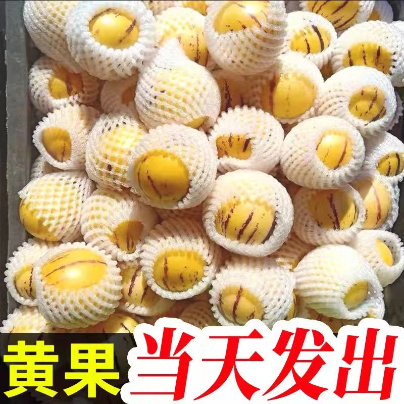 【企鹅爸爸专属】云南石林树熟火山岩人参果产地直发圆果熟果