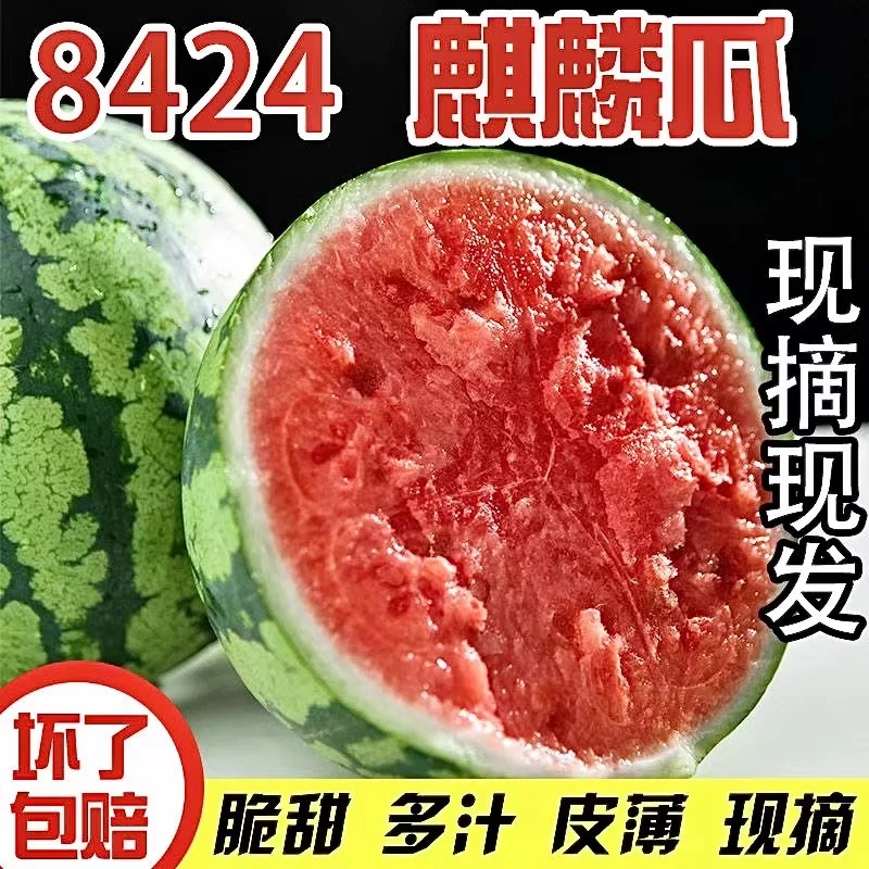 冰糖麒麟西瓜新鲜水果手工种植成熟皮薄自然多汁薄皮精选8424西瓜