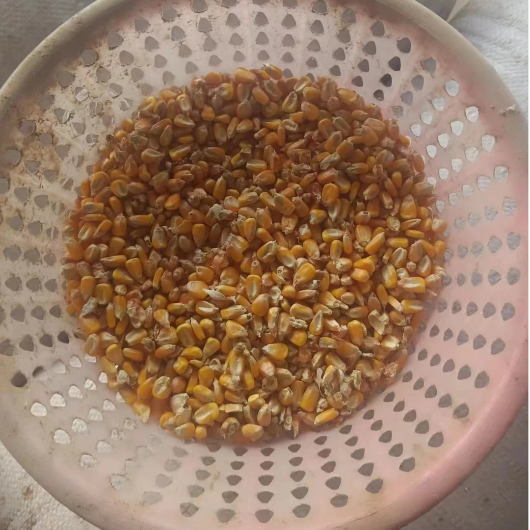玉米斗鸡粮鸽子粮玉米粒