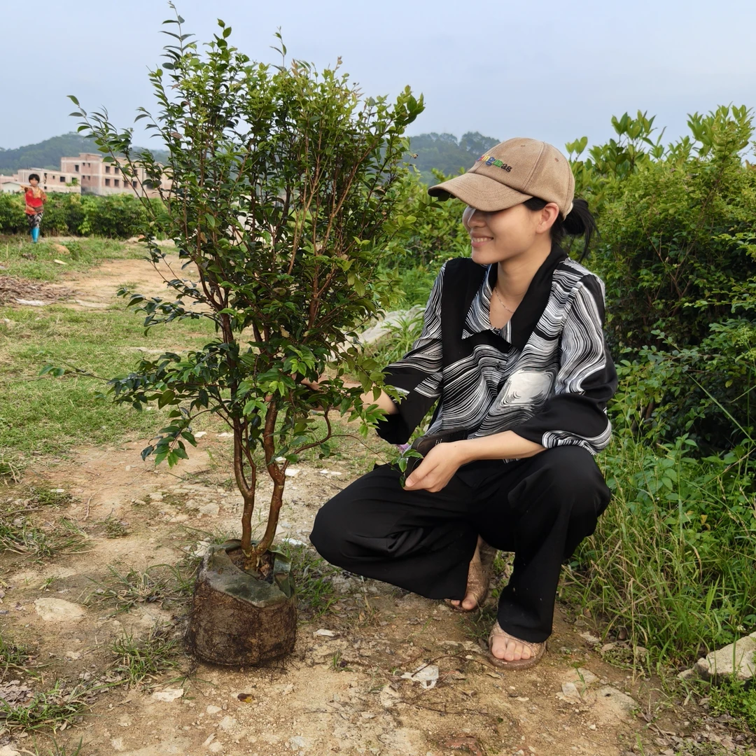 沙巴 红妃 艾斯卡嘉宝果 带土带叶发货