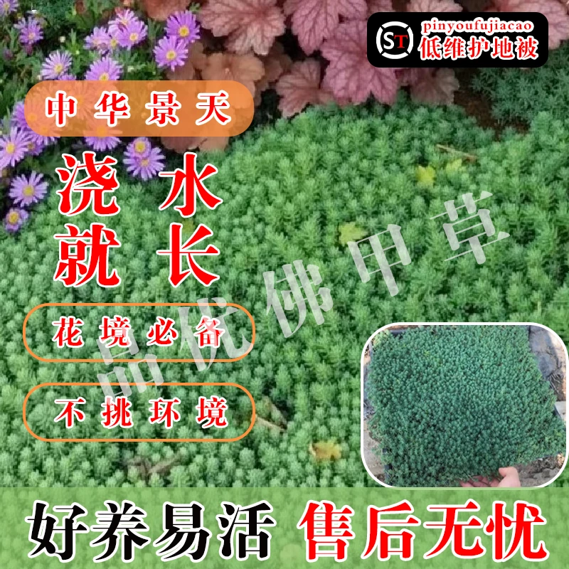 中华薄雪万年草地被植物耐寒多年生庭院绿化盆栽地栽花镜全国带土