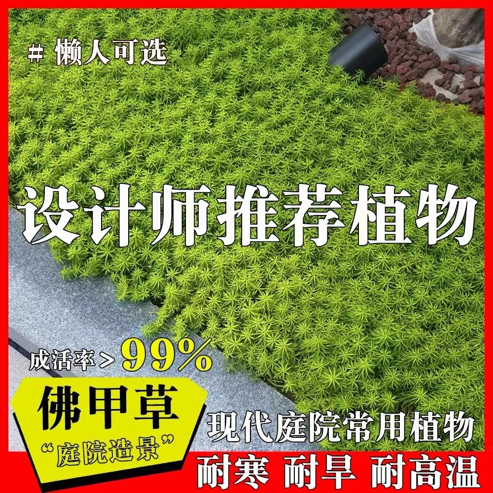 多肉佛甲草地被黄金草庭院绿植室外四季鲜活阳台植物一宅一花带土