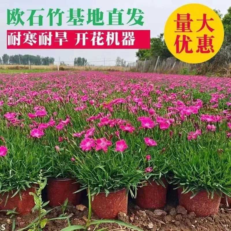 欧石竹花苗四季开花多年生盆栽庭院下单耐寒耐季常绿会开花的草坪