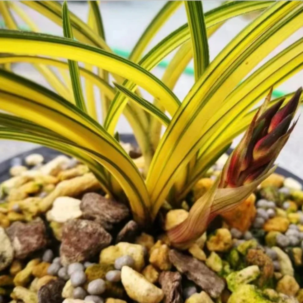 资源兰花一物一拍