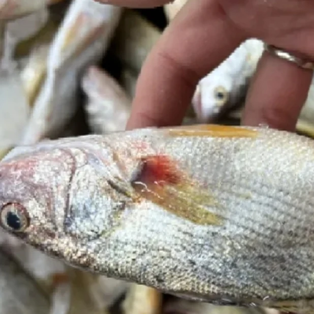 大连渤海湾 铜锣鱼