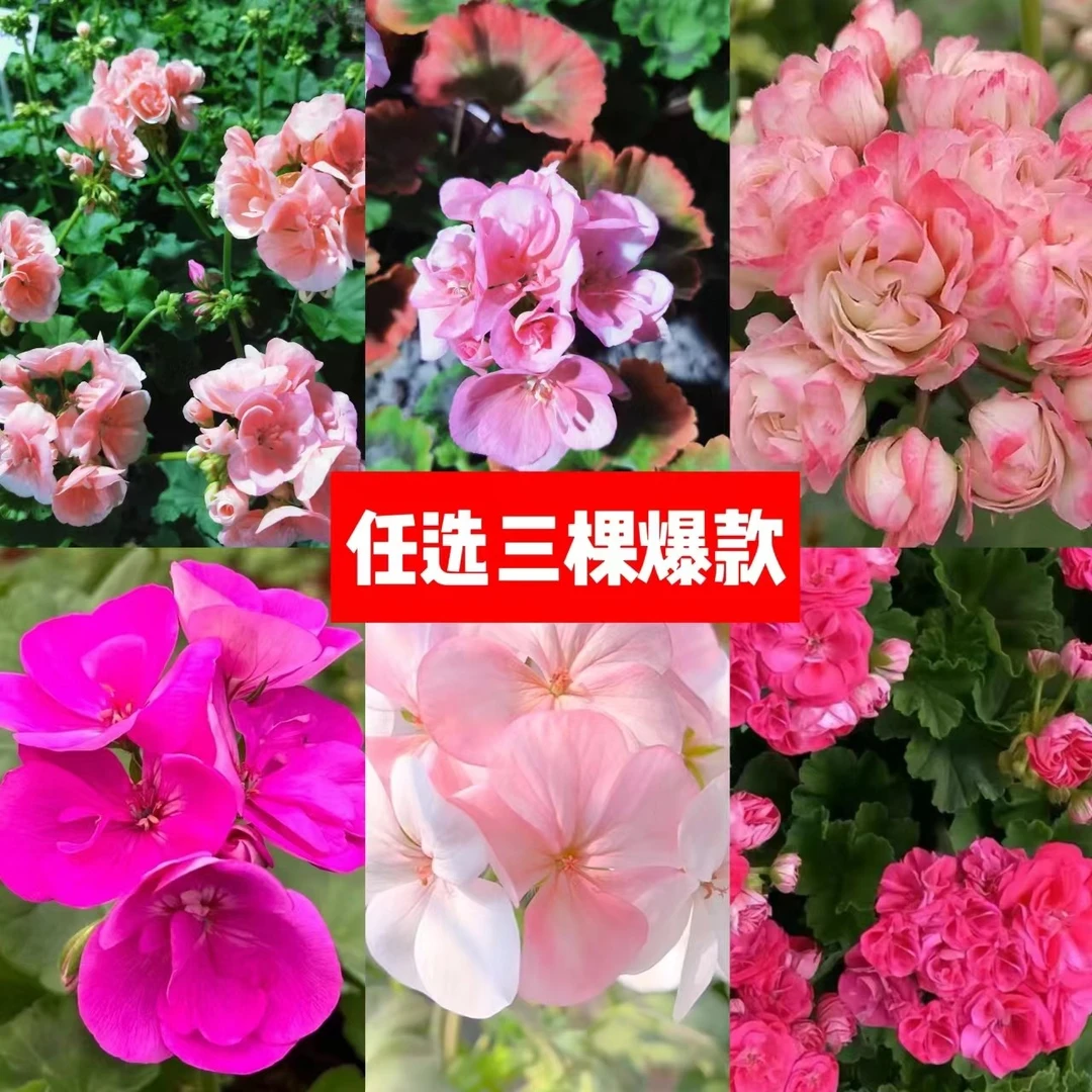 清棚福利！！【三棵天竺葵组合任选】（零下的拍保温）
