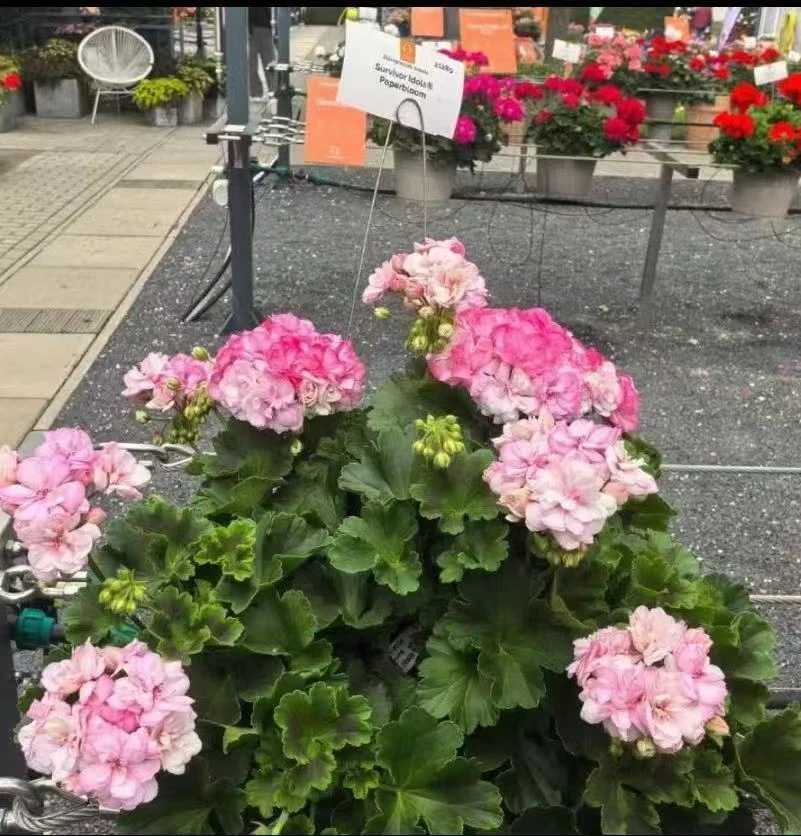 【绝代双骄】 双色系 直立重瓣天竺葵 勤花（零下的拍保温）