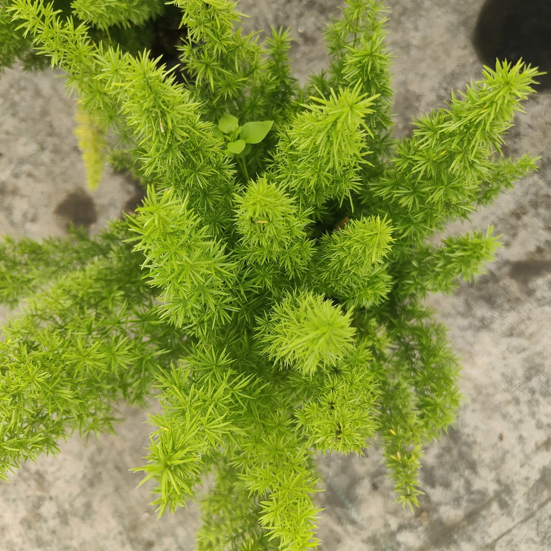 狐尾天门东盆栽植物四季常青绿植室内庭院装饰