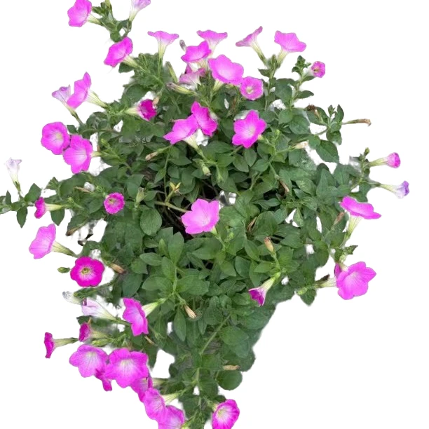 矮牵牛花盆栽带花苞垂吊草本花阳台庭院四季观赏花卉