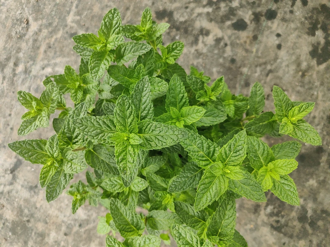 薄荷多年生可食用地栽盆栽易养玛格丽特