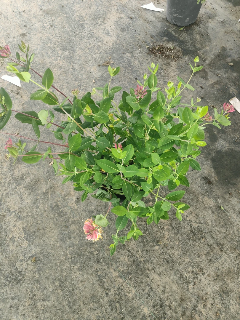 粉红色金银花多年生植物适合地栽盆栽好养